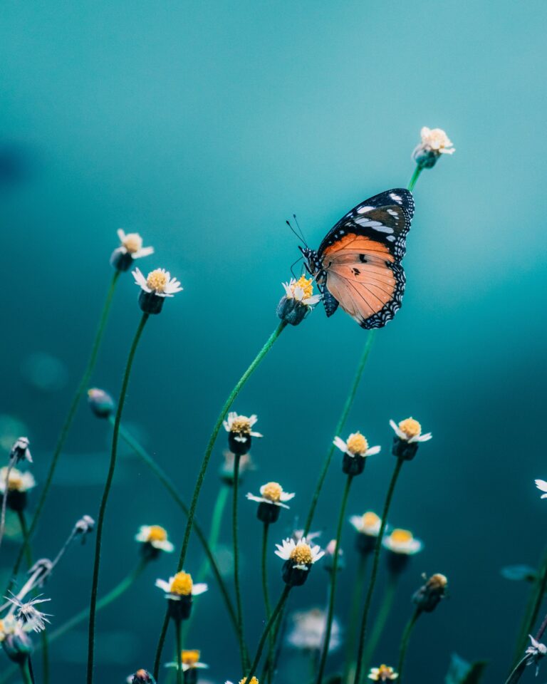Immagine in evidenza di Hello World